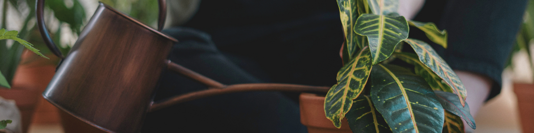 L'arrosage des plantes en 7 conseils