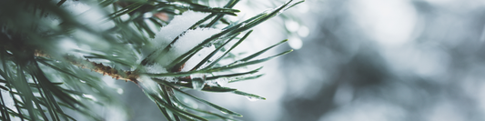 Comment bien entretenir vos plantes en hiver