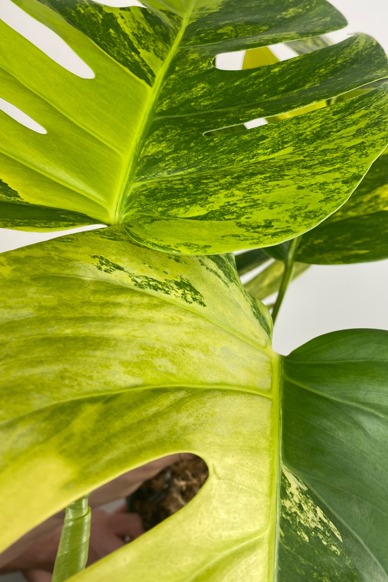 モンステラ・ポトス Monstera Aurea. Everything you want to know about Monstera Aurea Houseplants