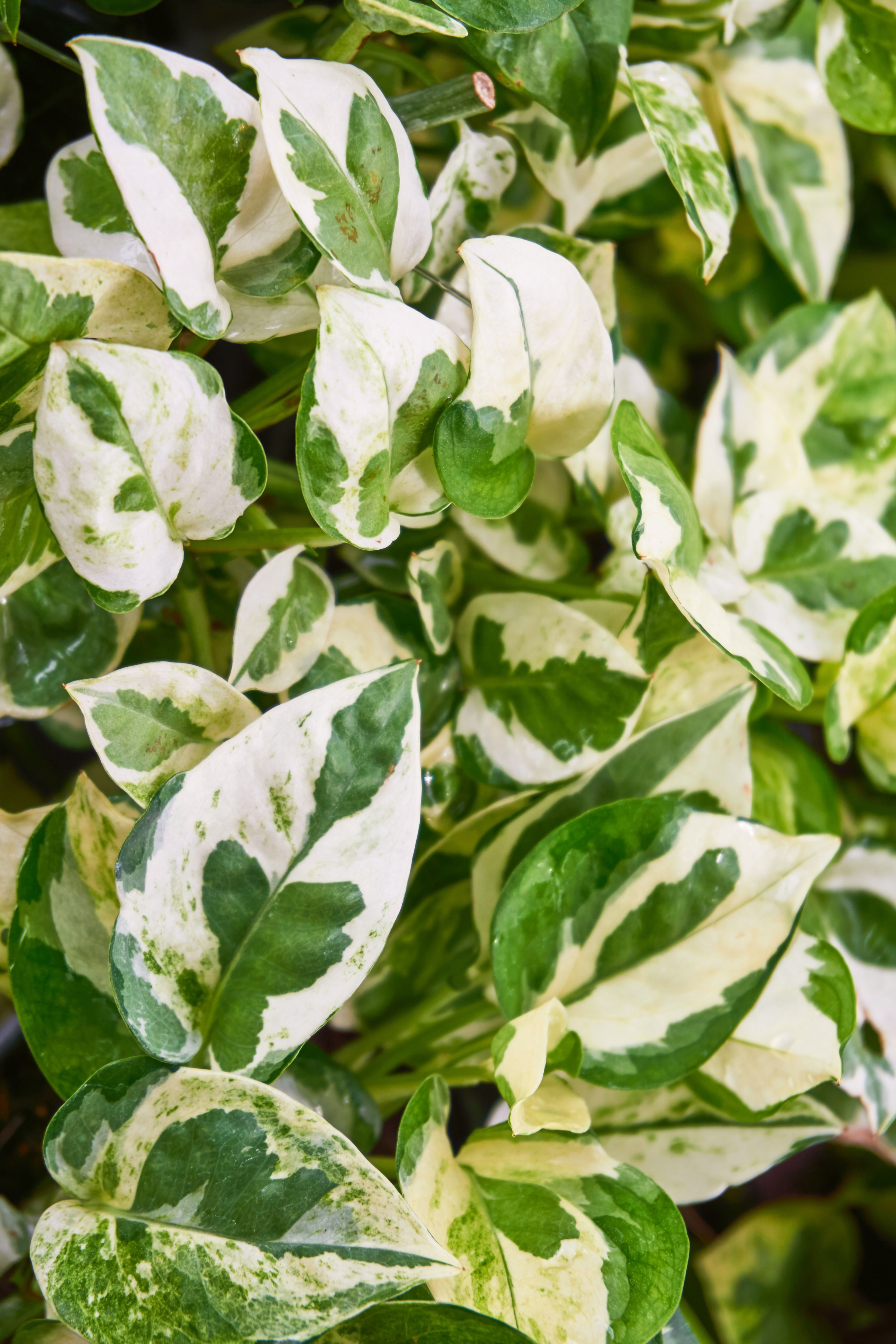 SALOMONE RICADENTE POTHOS AUREA pianta vera da interno in basket Ø 17 - 20  cm 