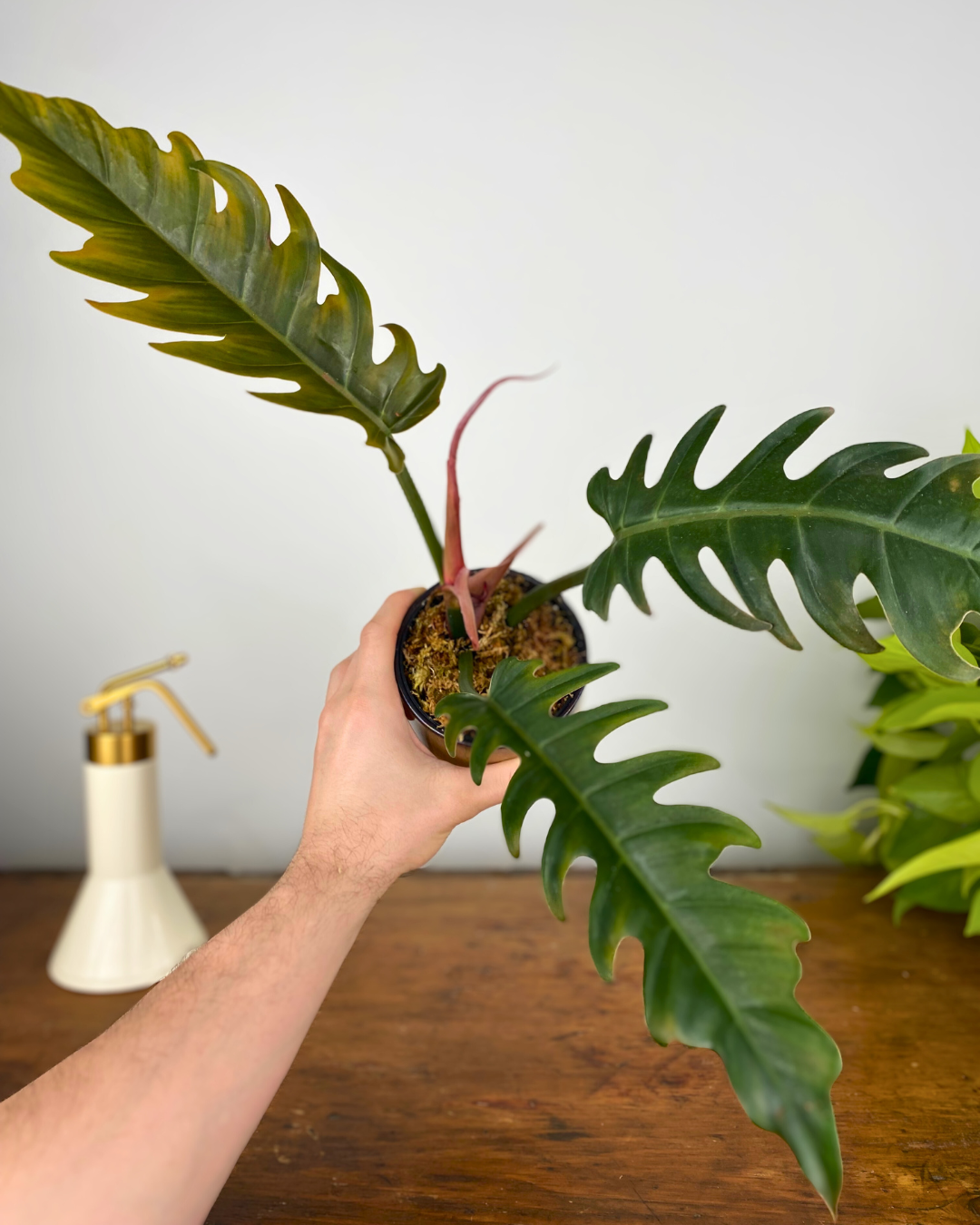 Philodendron Caramel/Pluto