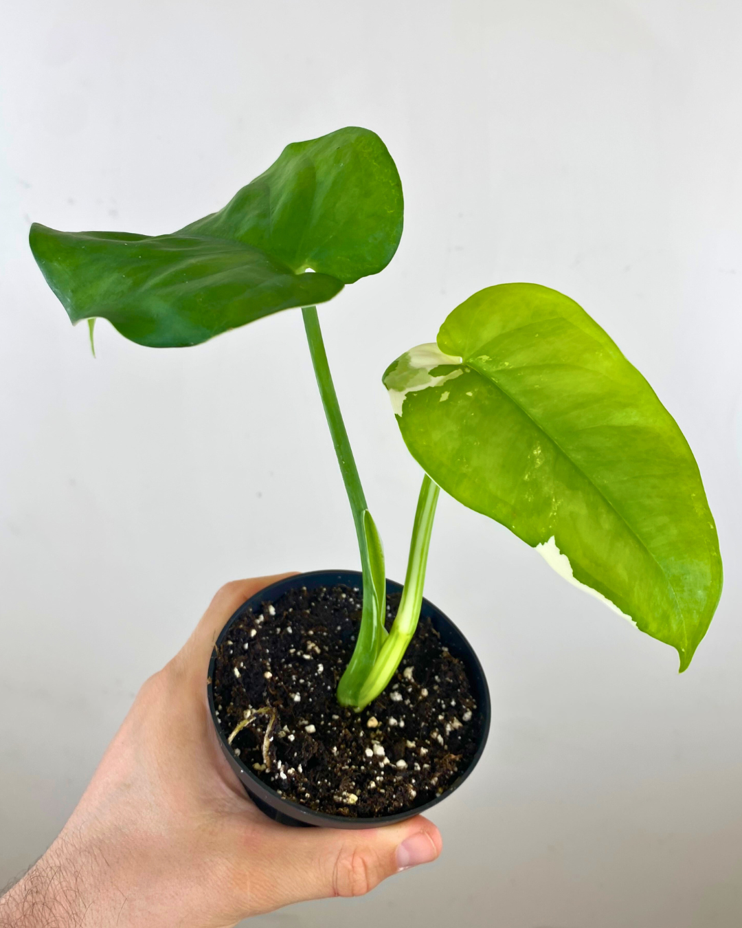 Syngonium Chiapense Variegata