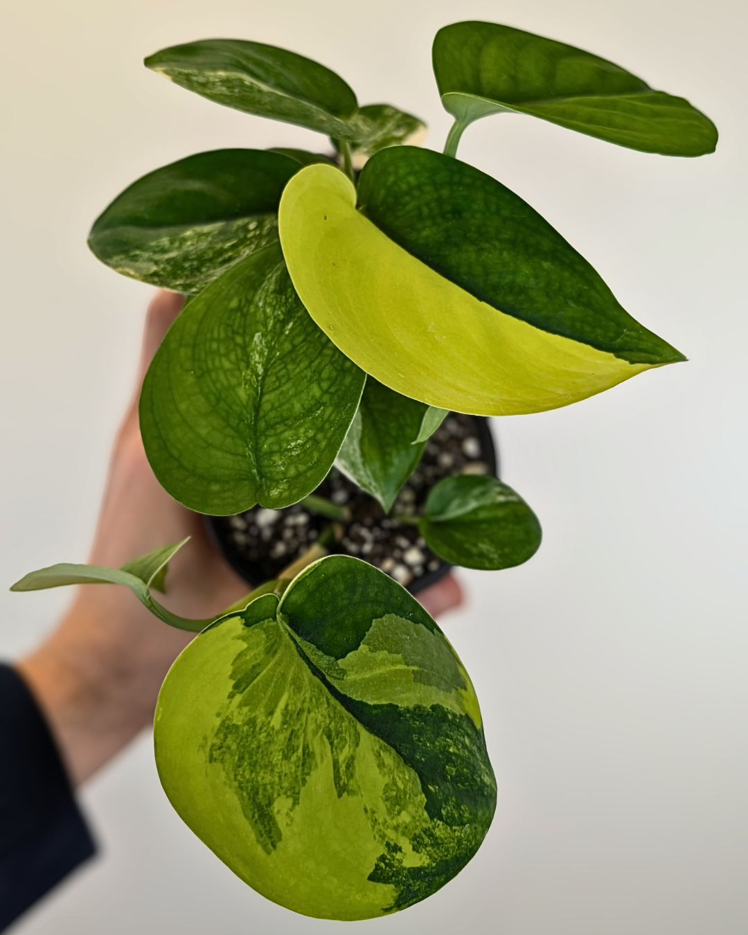 yellow leaves satin pothos Scindapsus Jade Satin Variegata (pothos) – Aurea Plants