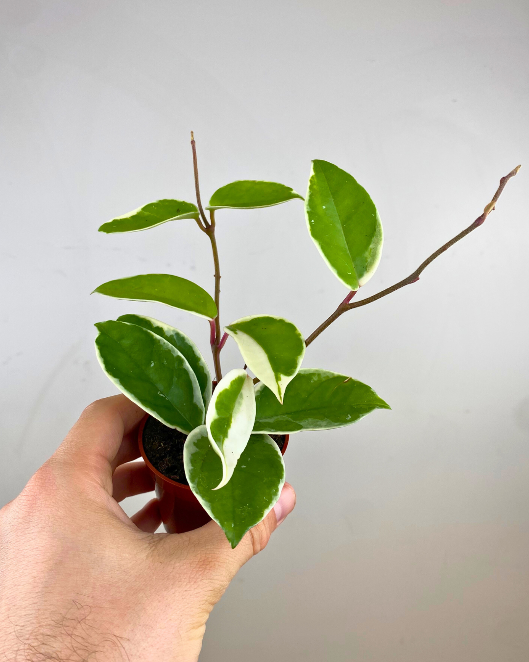 Hoya Krimson Queen