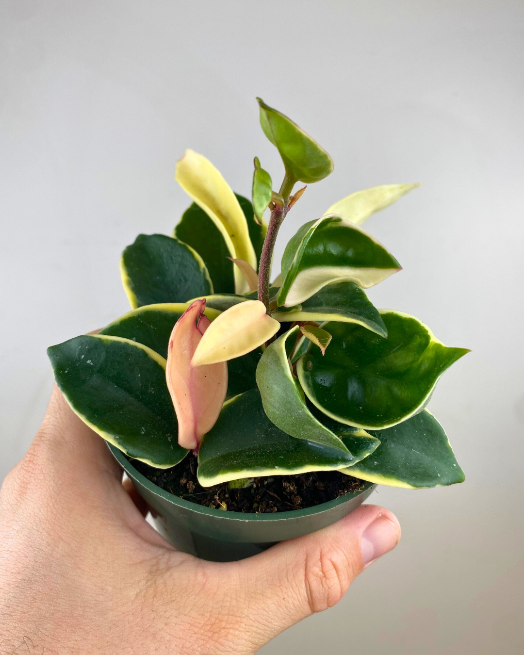 Hoya Krimson Queen