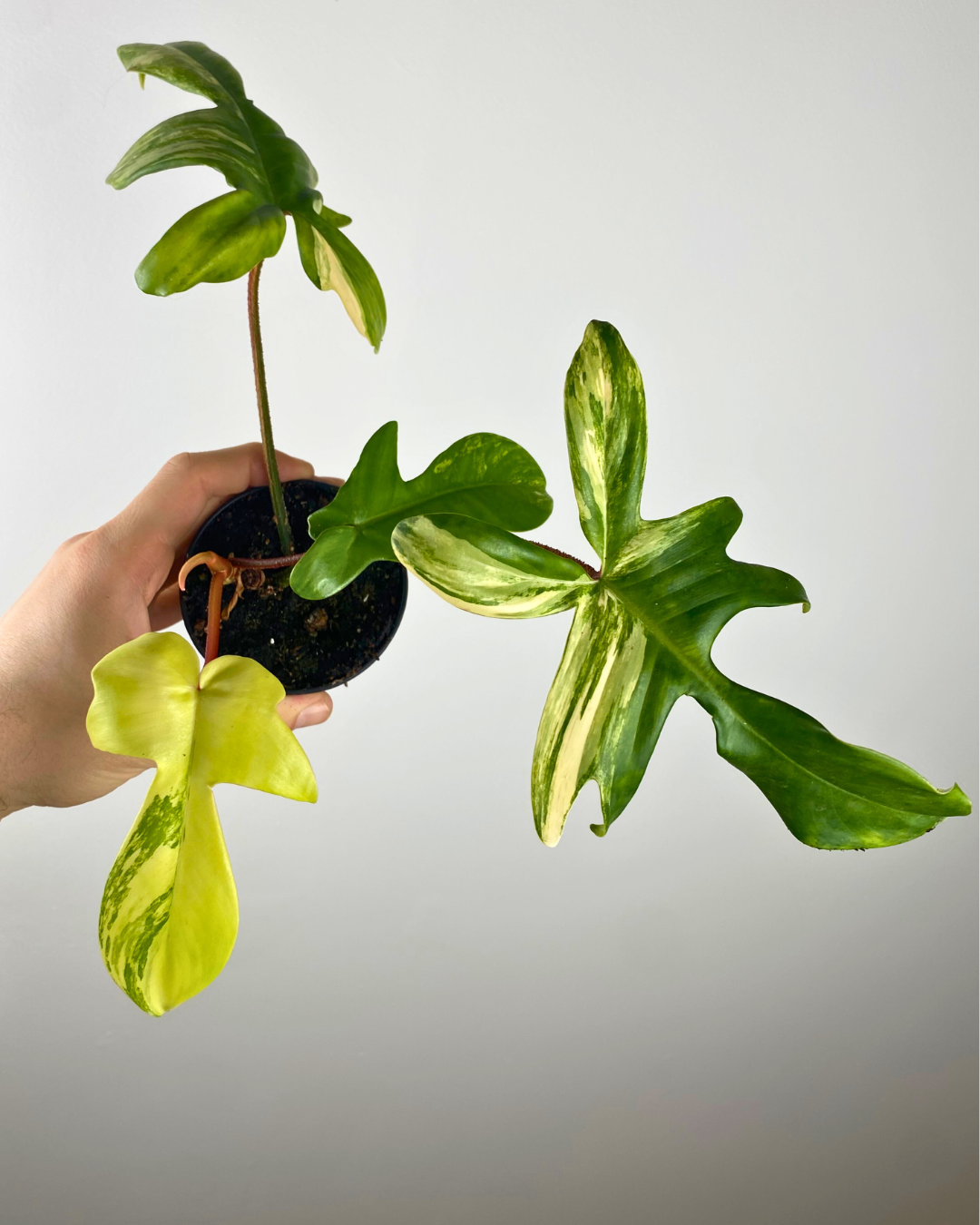 Philodendron Florida Beauty