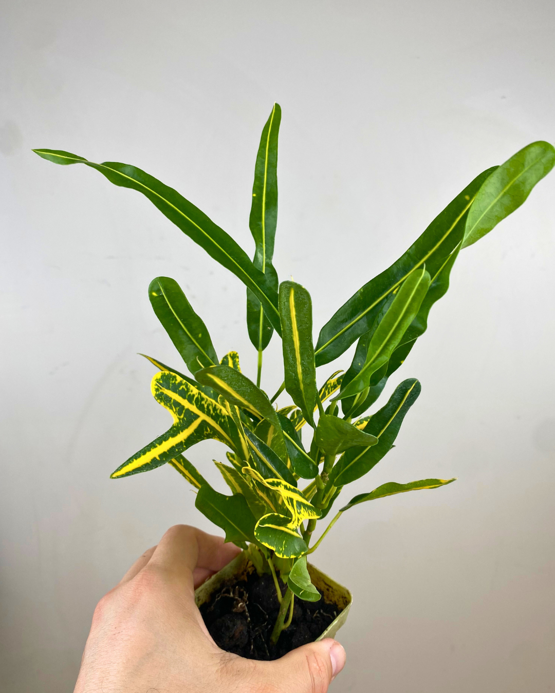 Codiaeum variegatum ‘Zanzibar’