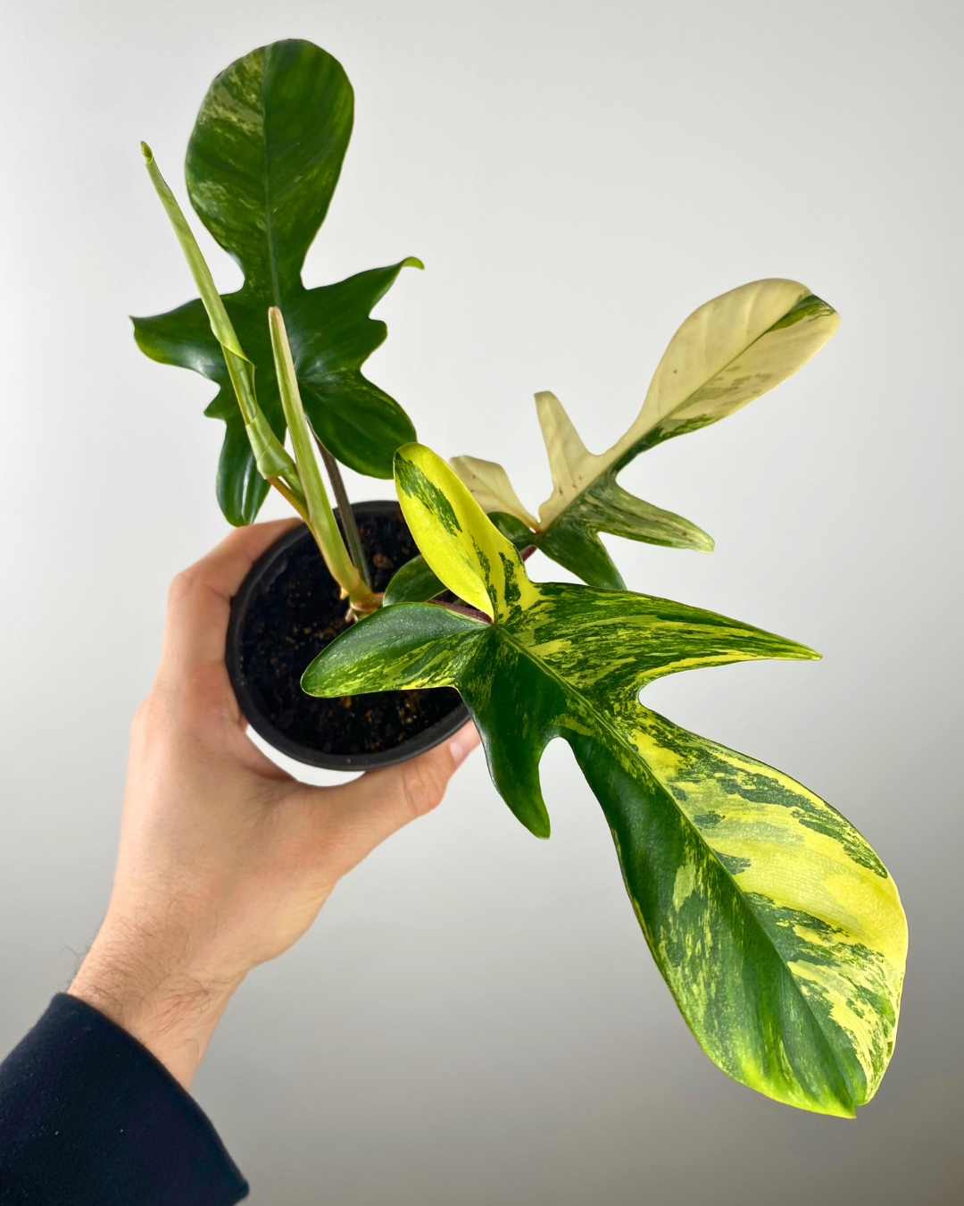 Philodendron Florida Beauty