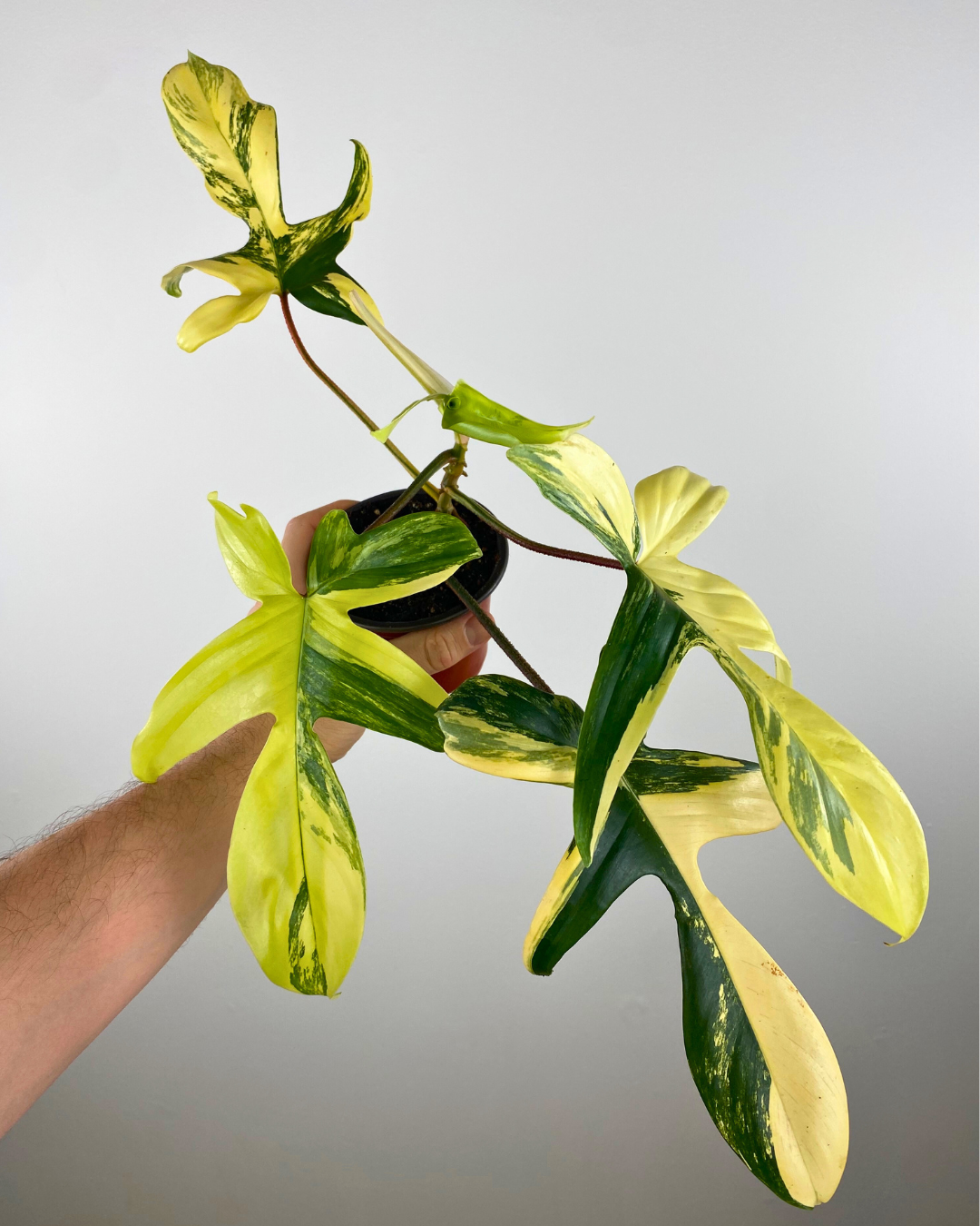 Philodendron Florida Beauty