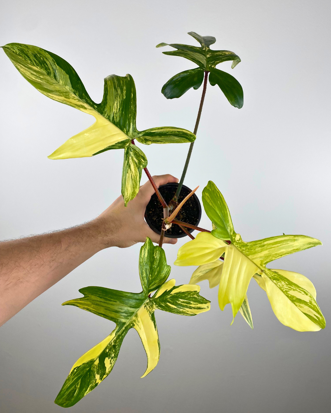 Philodendron Florida Beauty