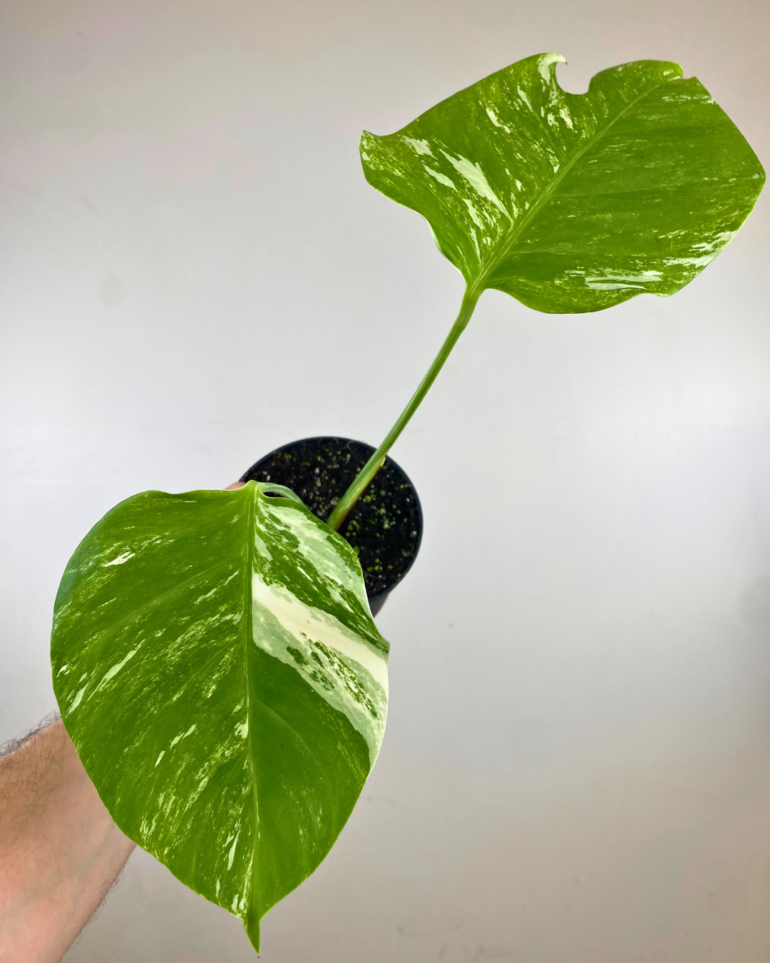 Monstera Borsigiana Albo