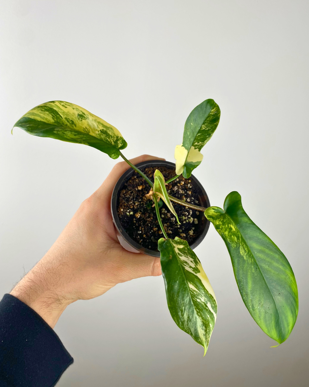 Philodendron Florida Beauty