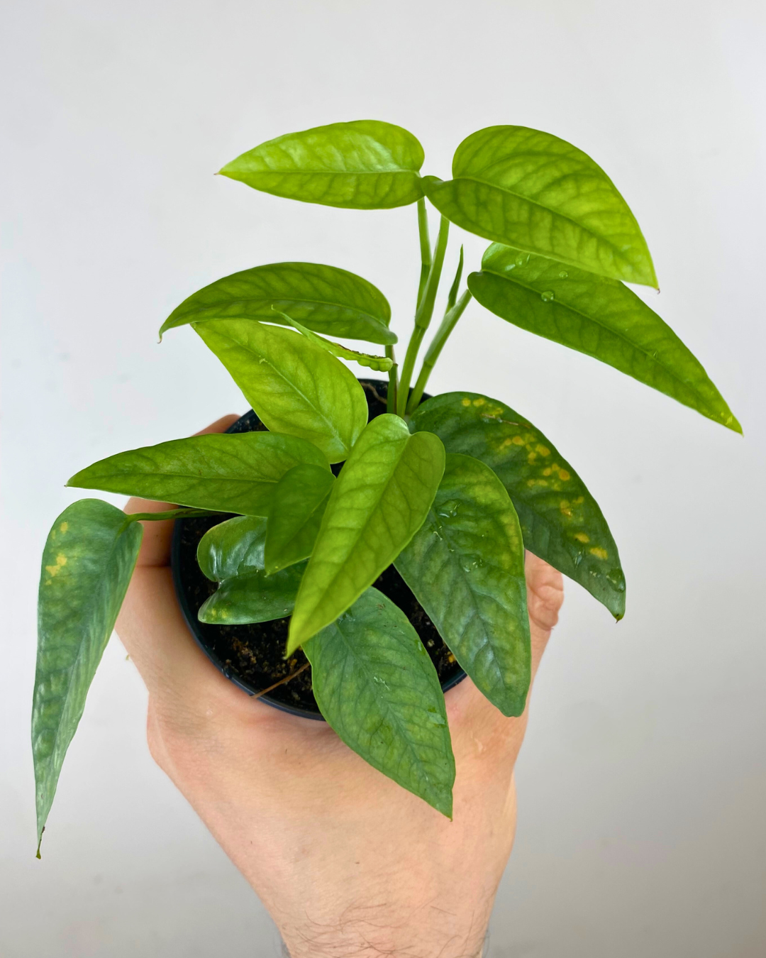 Pothos Epipremnum Pinnatum (Cebu Blue)