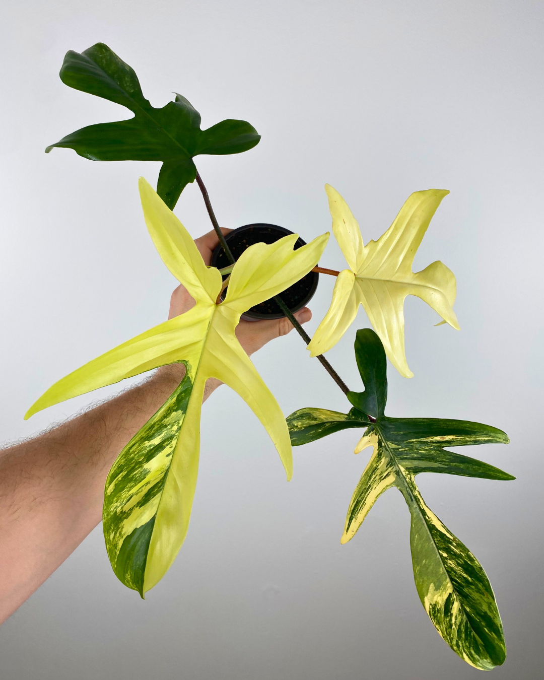 Philodendron Florida Beauty