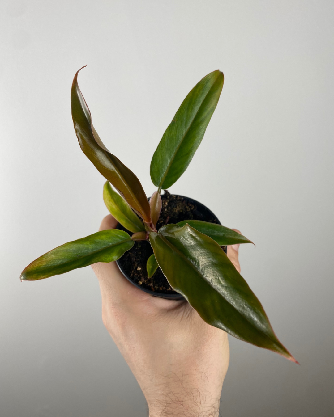 4” Philodendron Caramel/Pluto