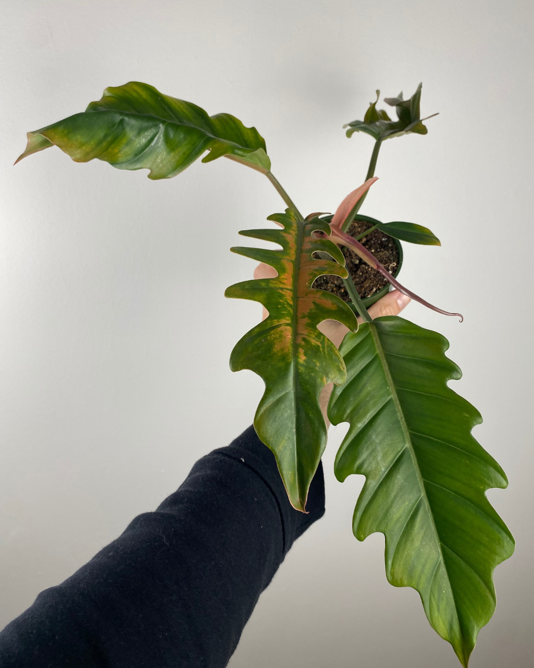 4” Philodendron Caramel/Pluto