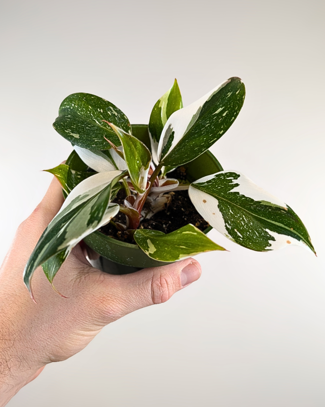 philodendron white knight tricolor Philodendron White Knight Tricolor – Aurea Plants