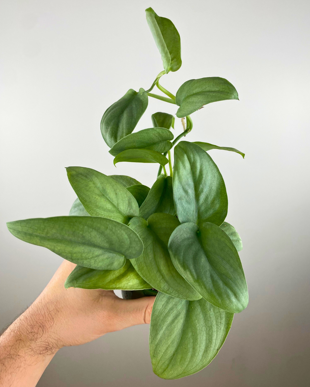 Scindapsus Silver Hero (pothos)