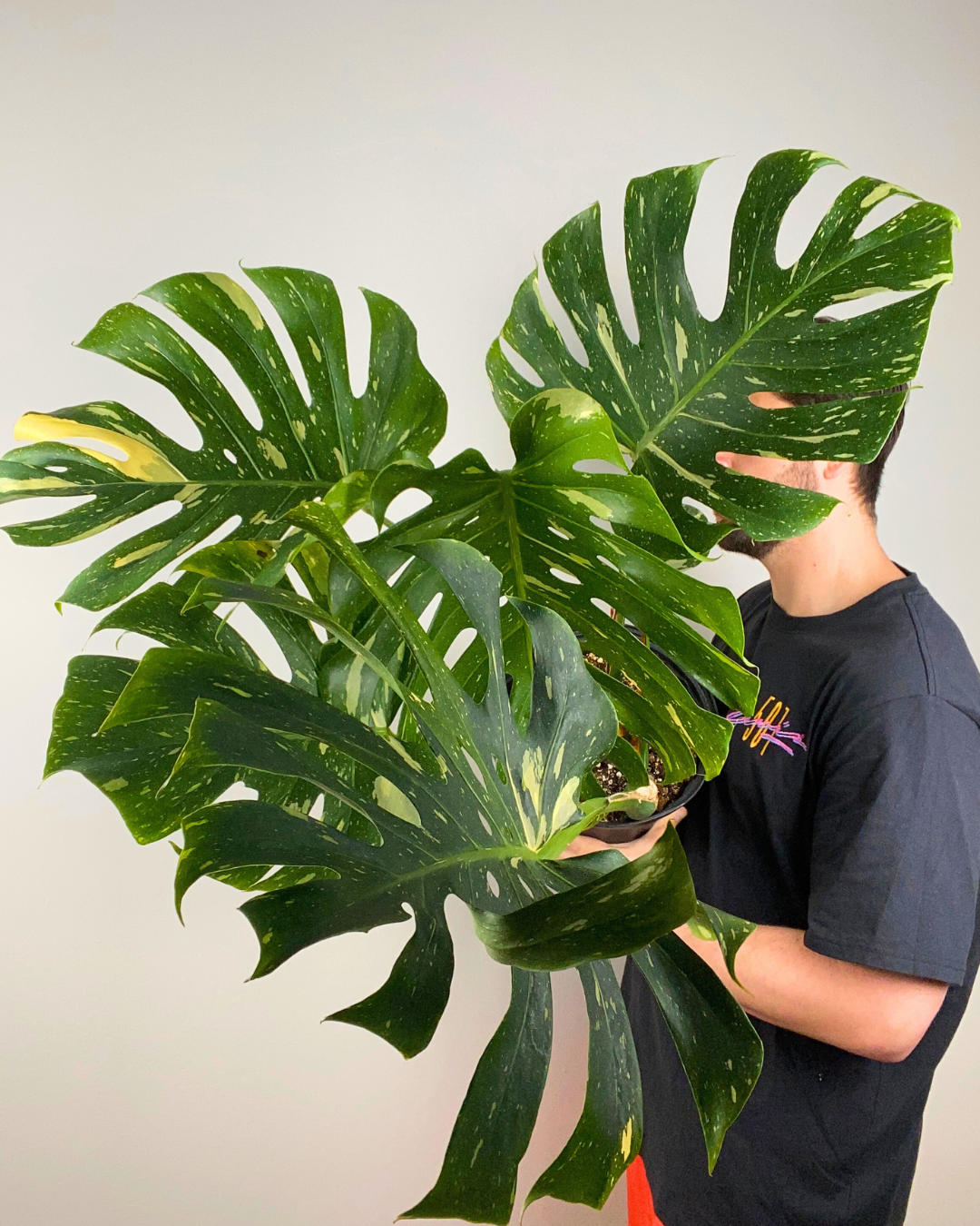 Monstera Thai Constellation