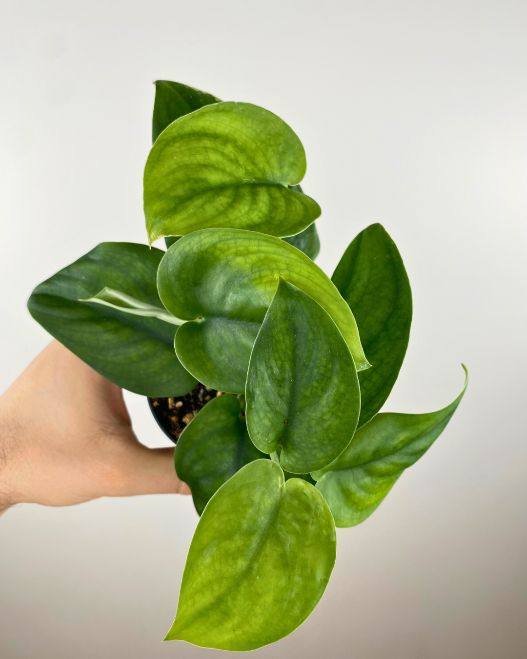 silver hero pothos Scindapsus Silver Hero (pothos) – Aurea Plants