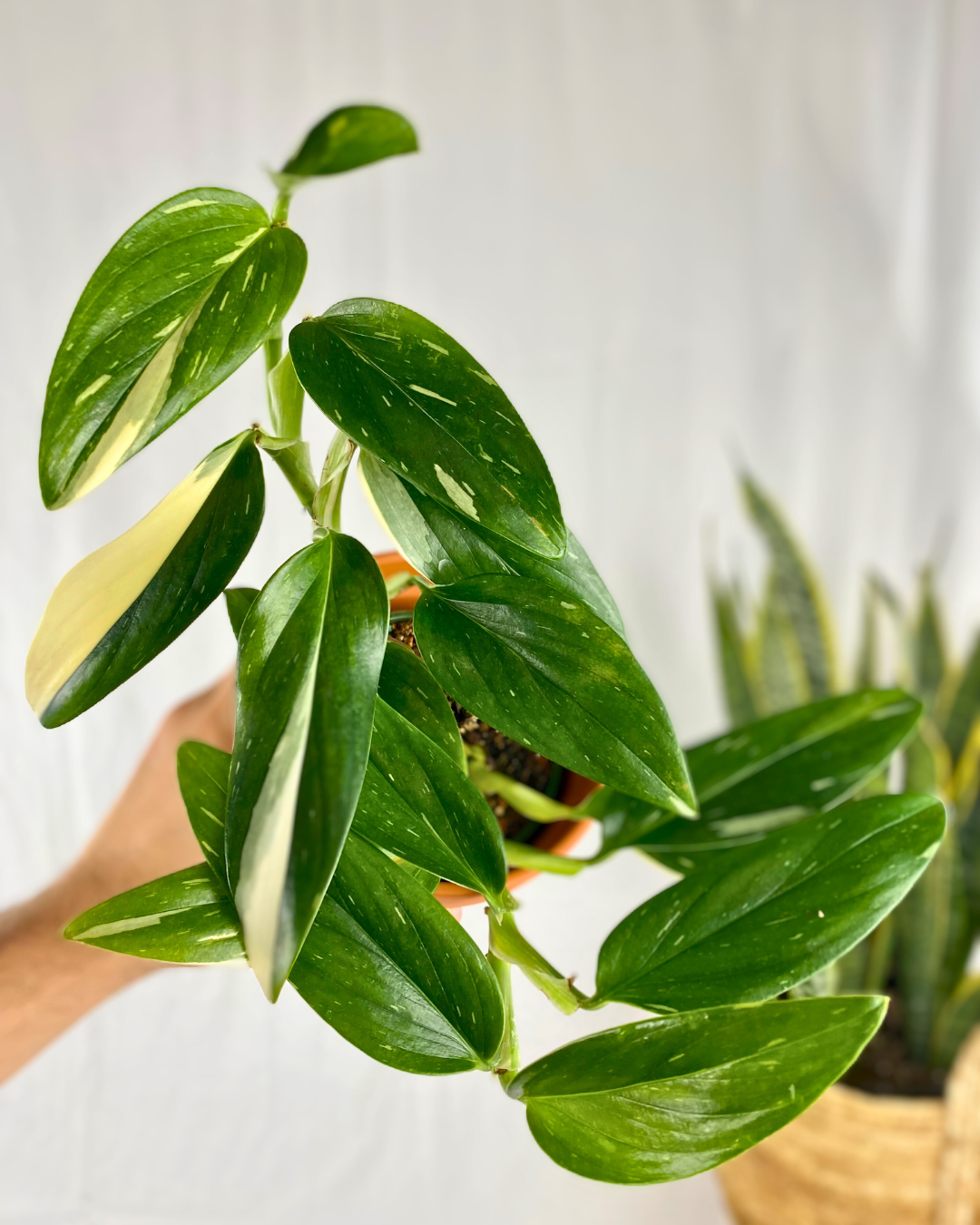 philodendron standleyana albo Monstera Standelyana Albo – Aurea Plants