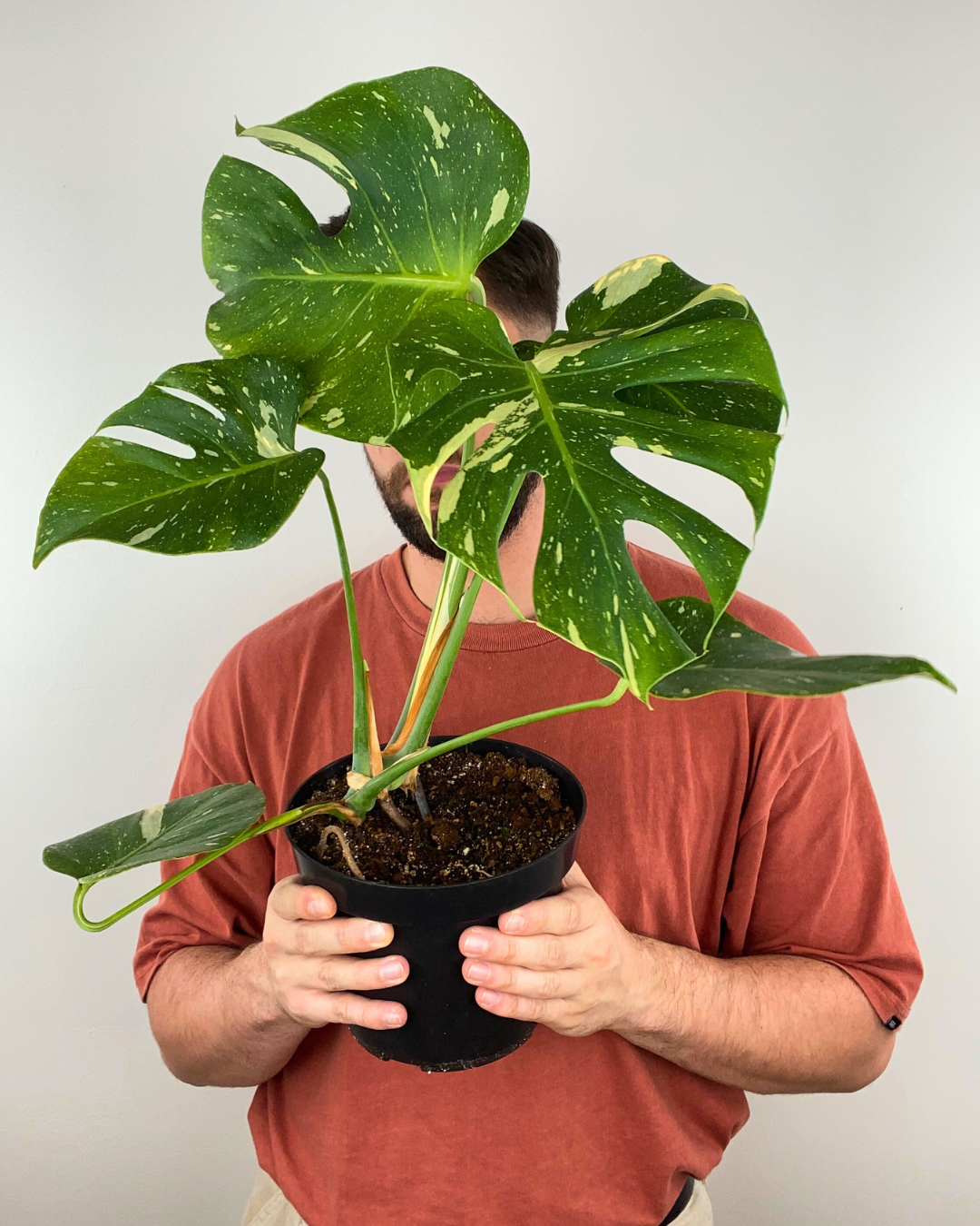 Monstera Thai Constellation