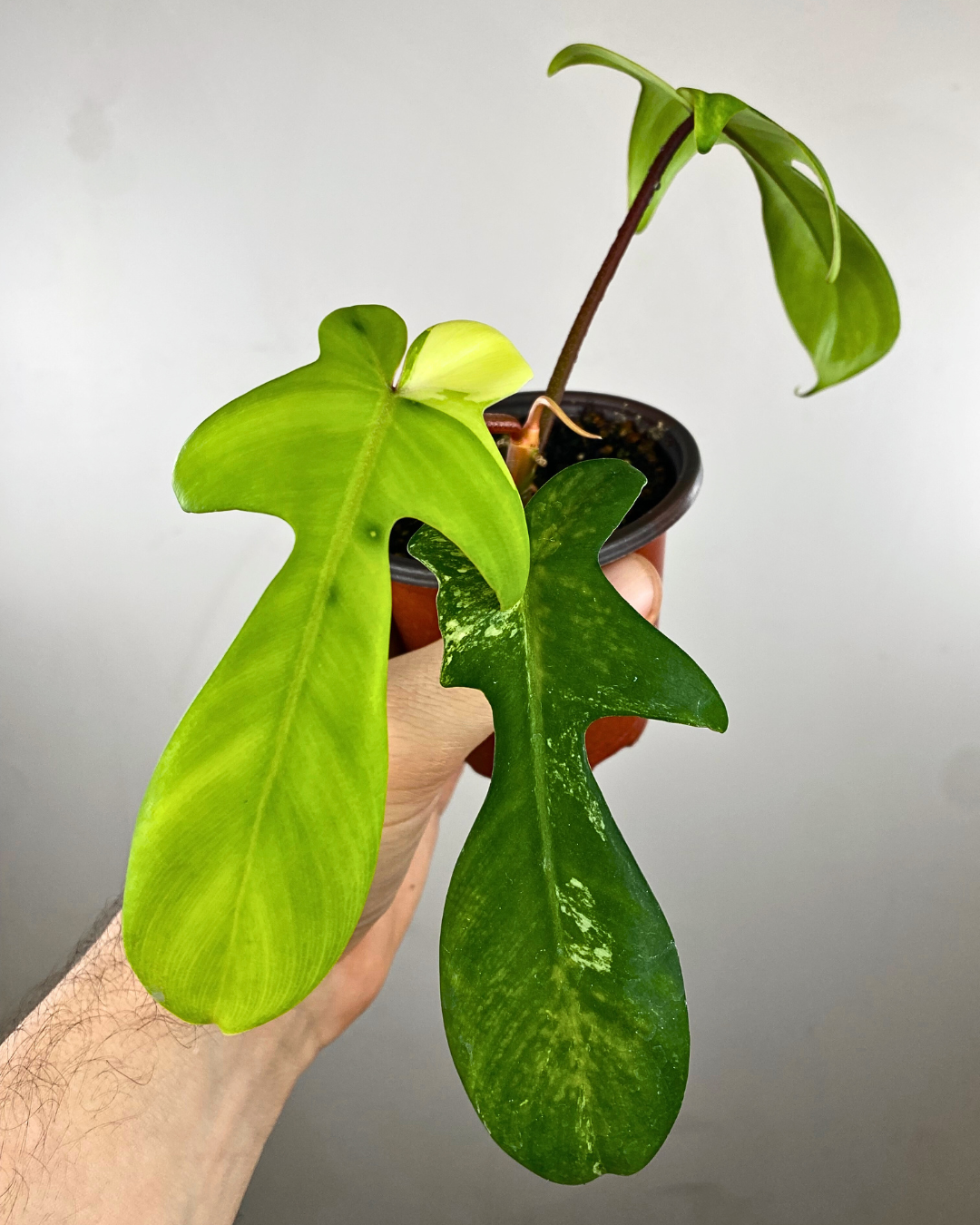 Philodendron Florida Beauty