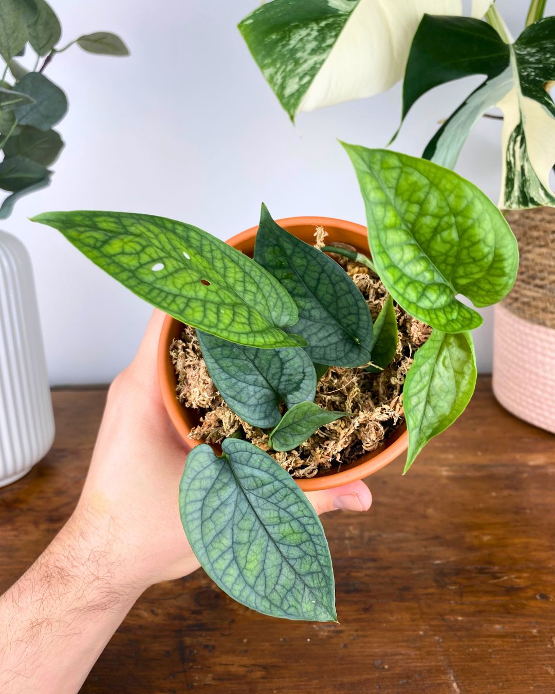 monstera amydrium silver Monstera Amydrium Medium Silver – Aurea Plants