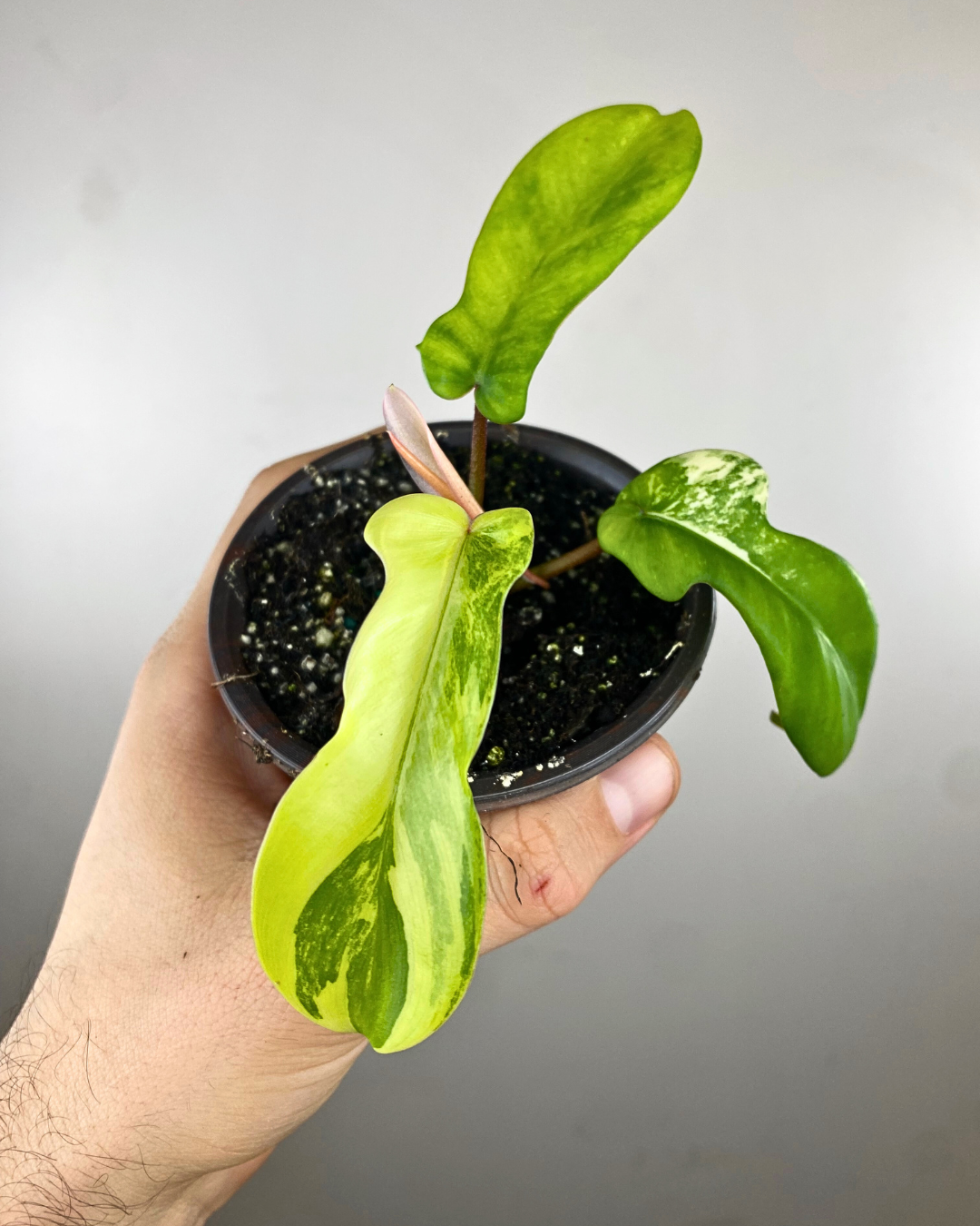 Philodendron Florida Beauty