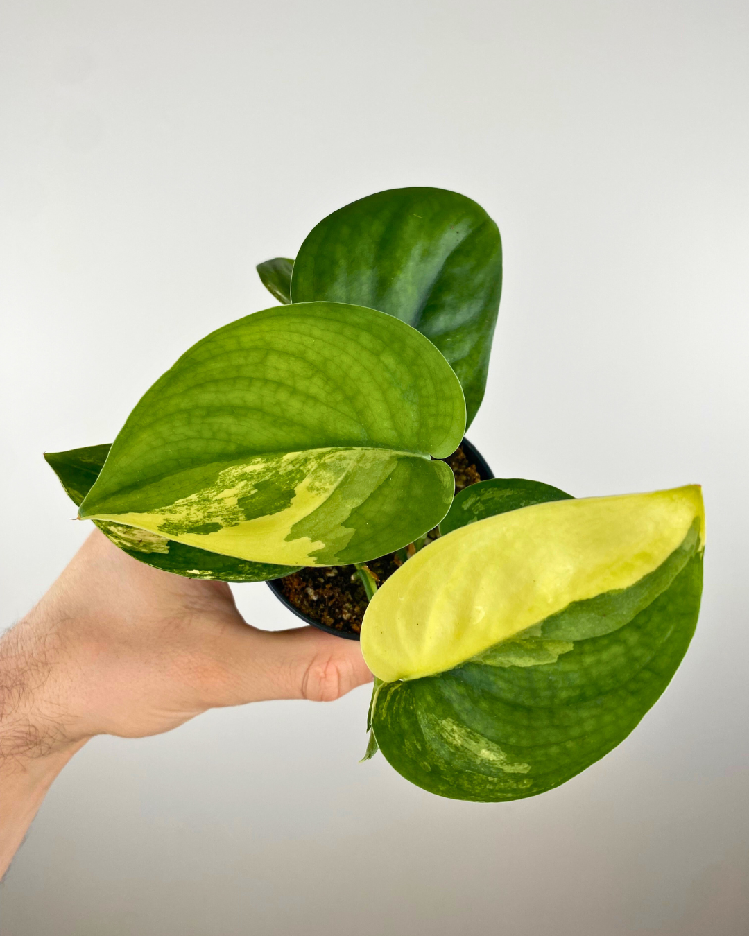 Scindapsus Jade Satin Variegata (pothos)