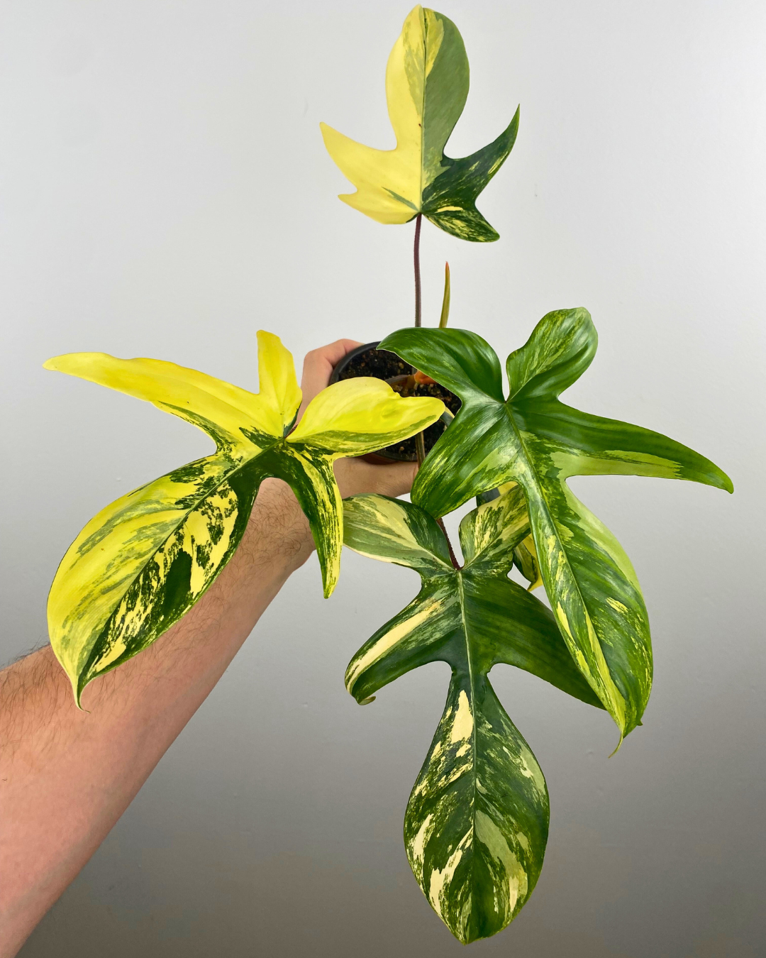 Philodendron Florida Beauty