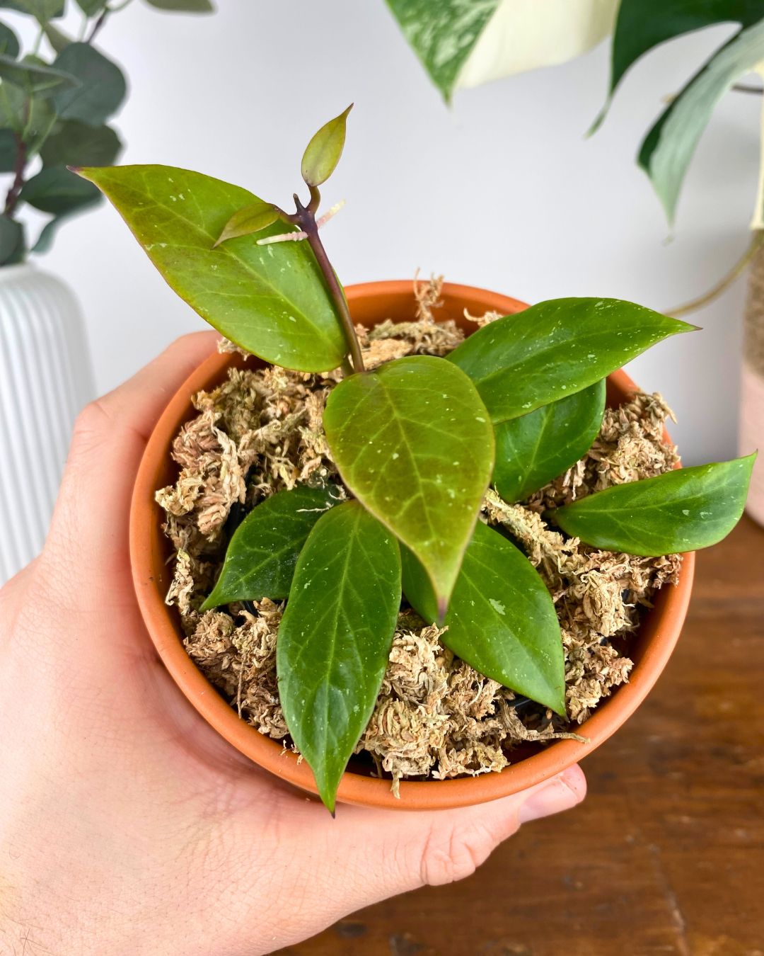 Hoya Lacunosa