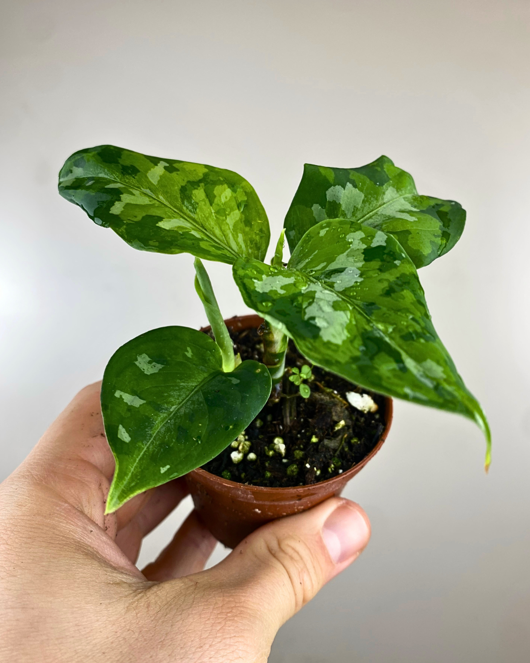 Aglaonema Pictum Tricolor