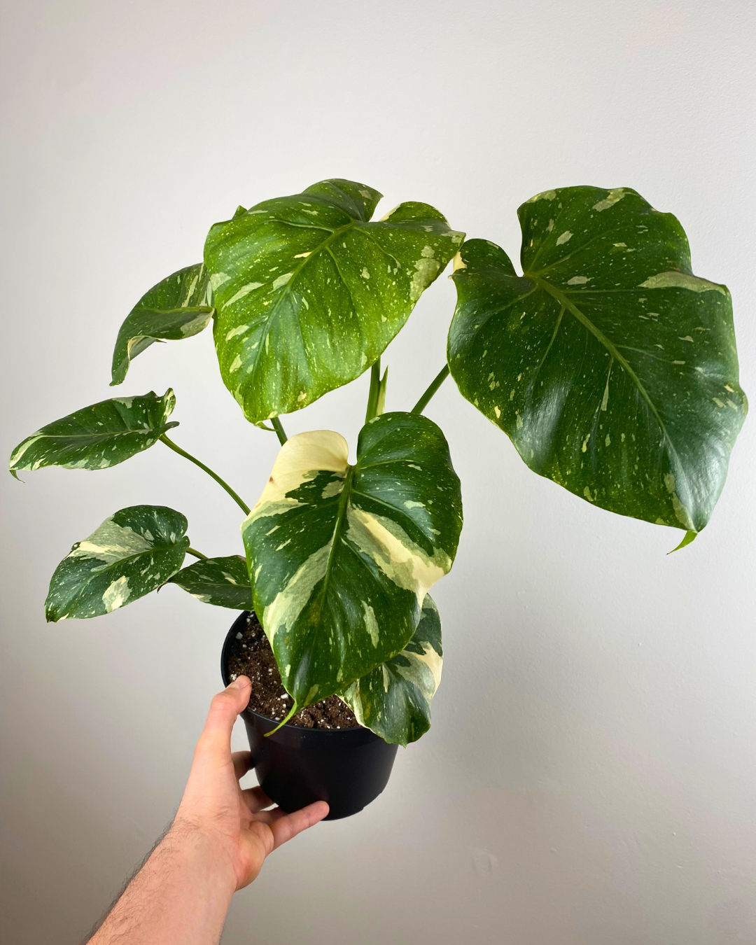 Monstera Thai Constellation