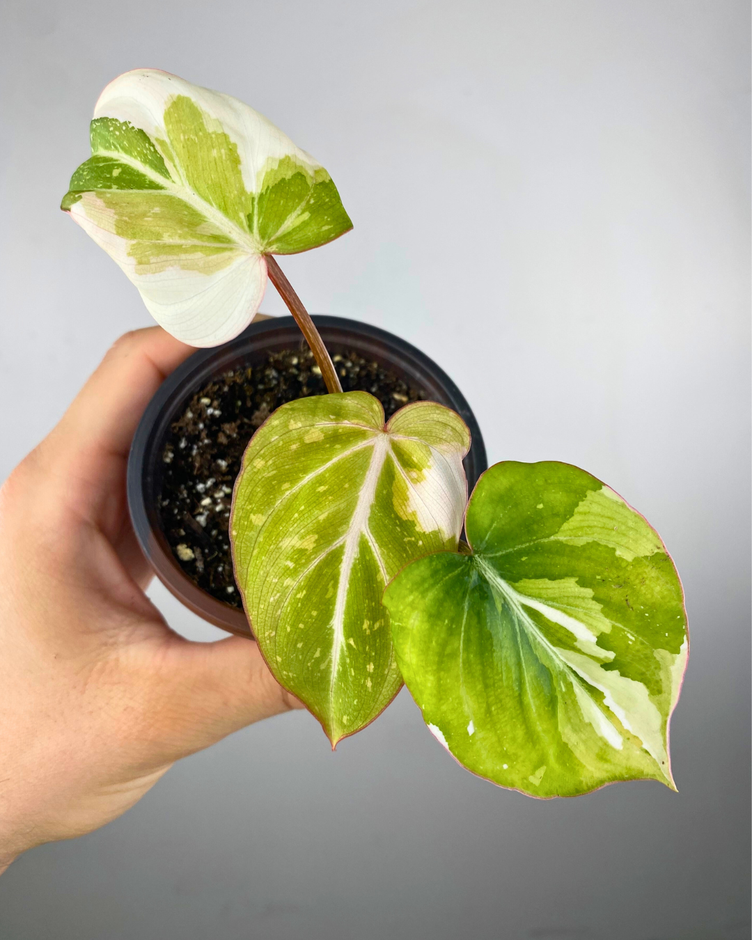 Philodendron Gloriosum Variegata