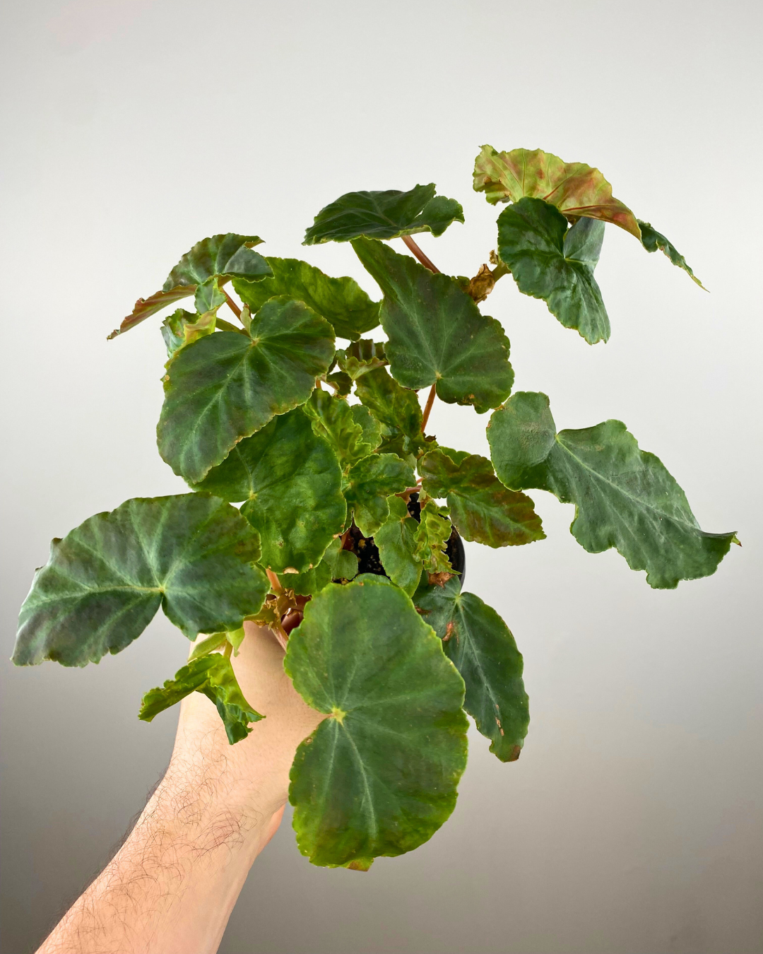Begonia Gray Feather