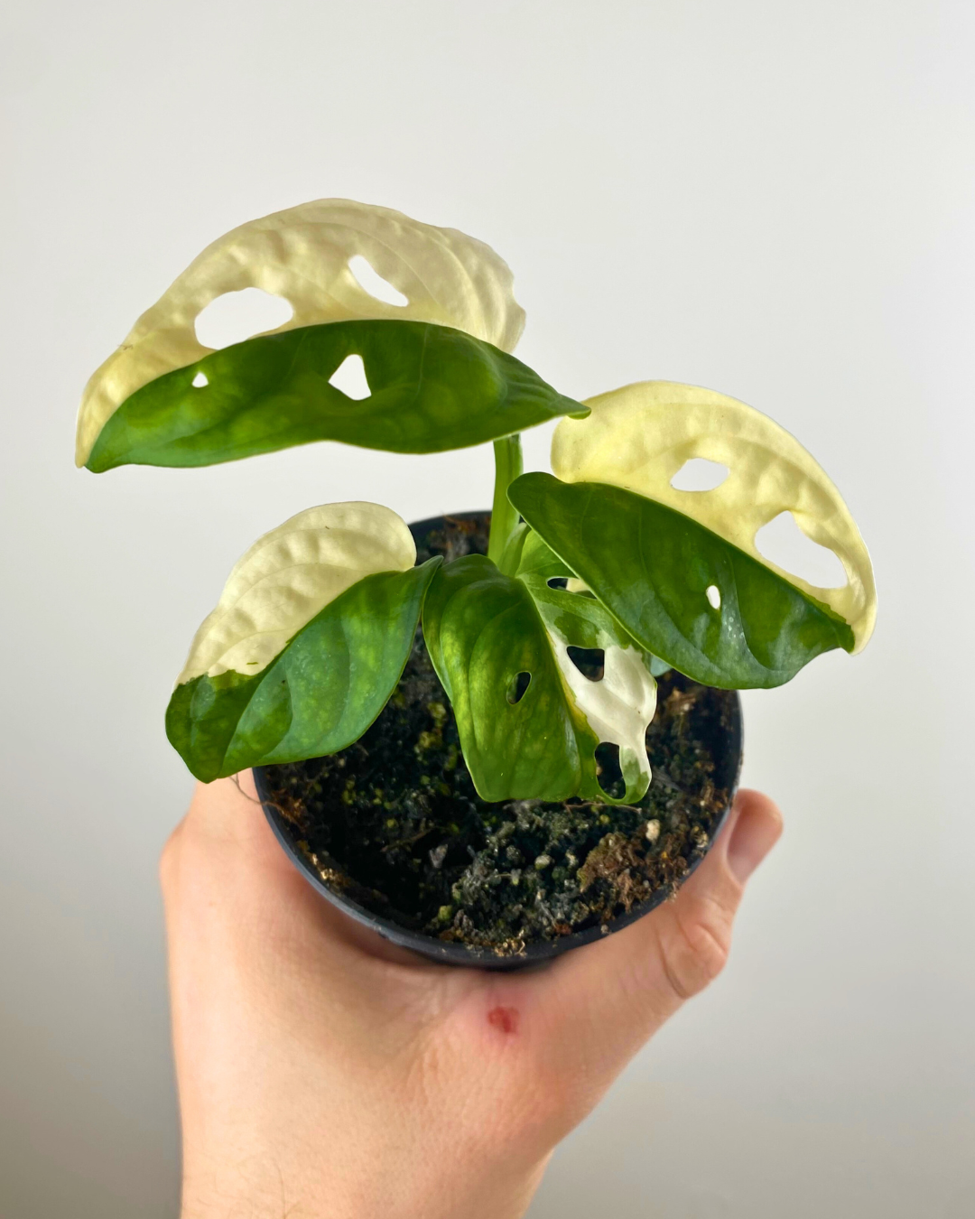 Monstera Adansonii Albo Variegata