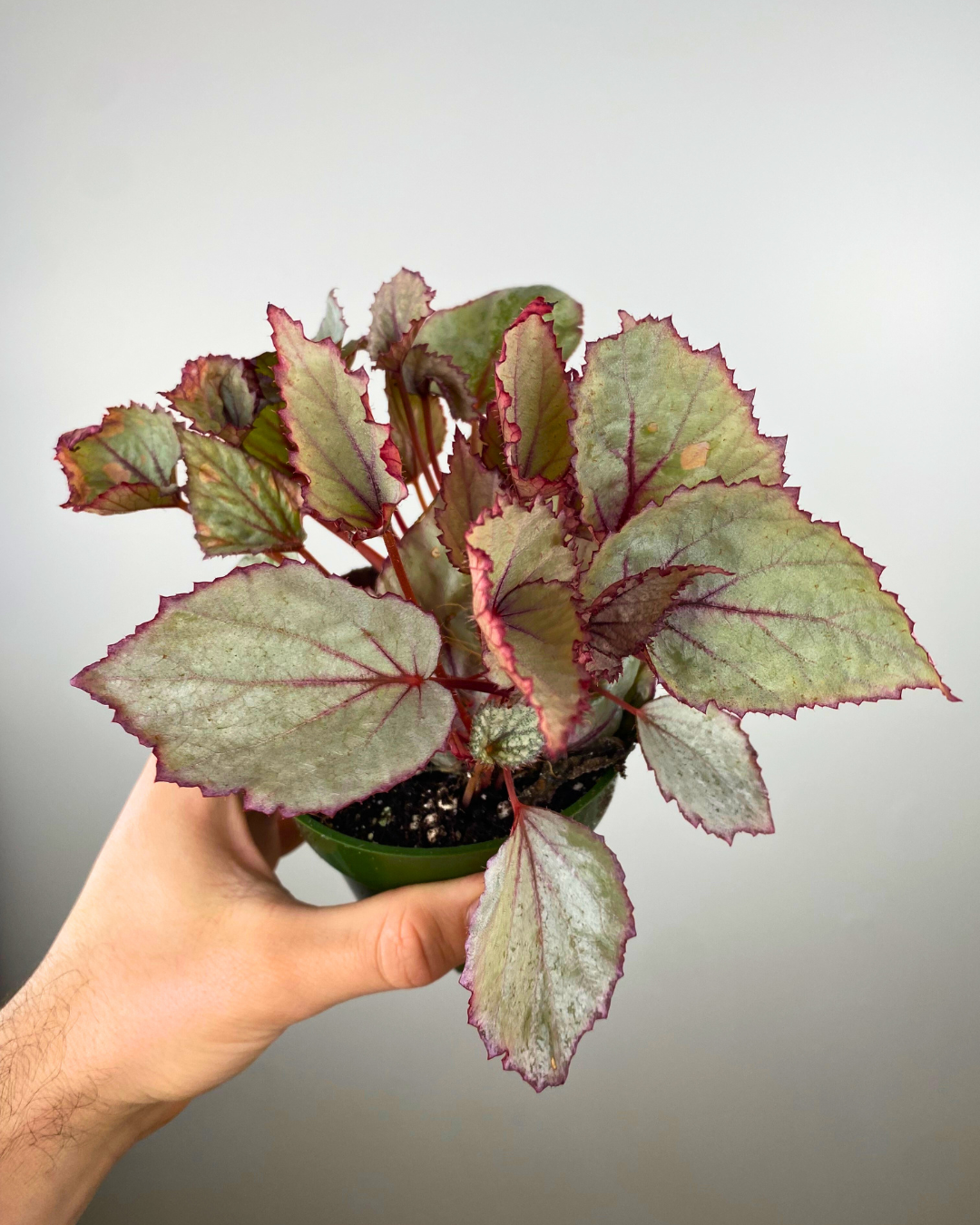 Begonia Jurassic Dino™ Dragon Fruit