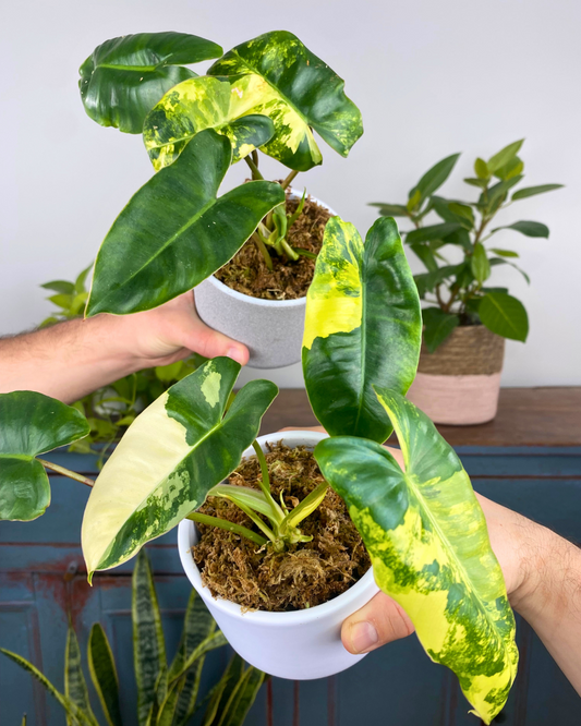 Philodendron Burle Marx Variegata