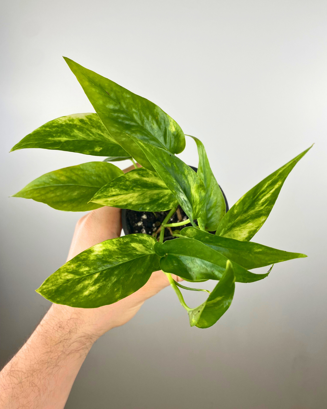 Pothos Epipremnum Pinnatum Aurea