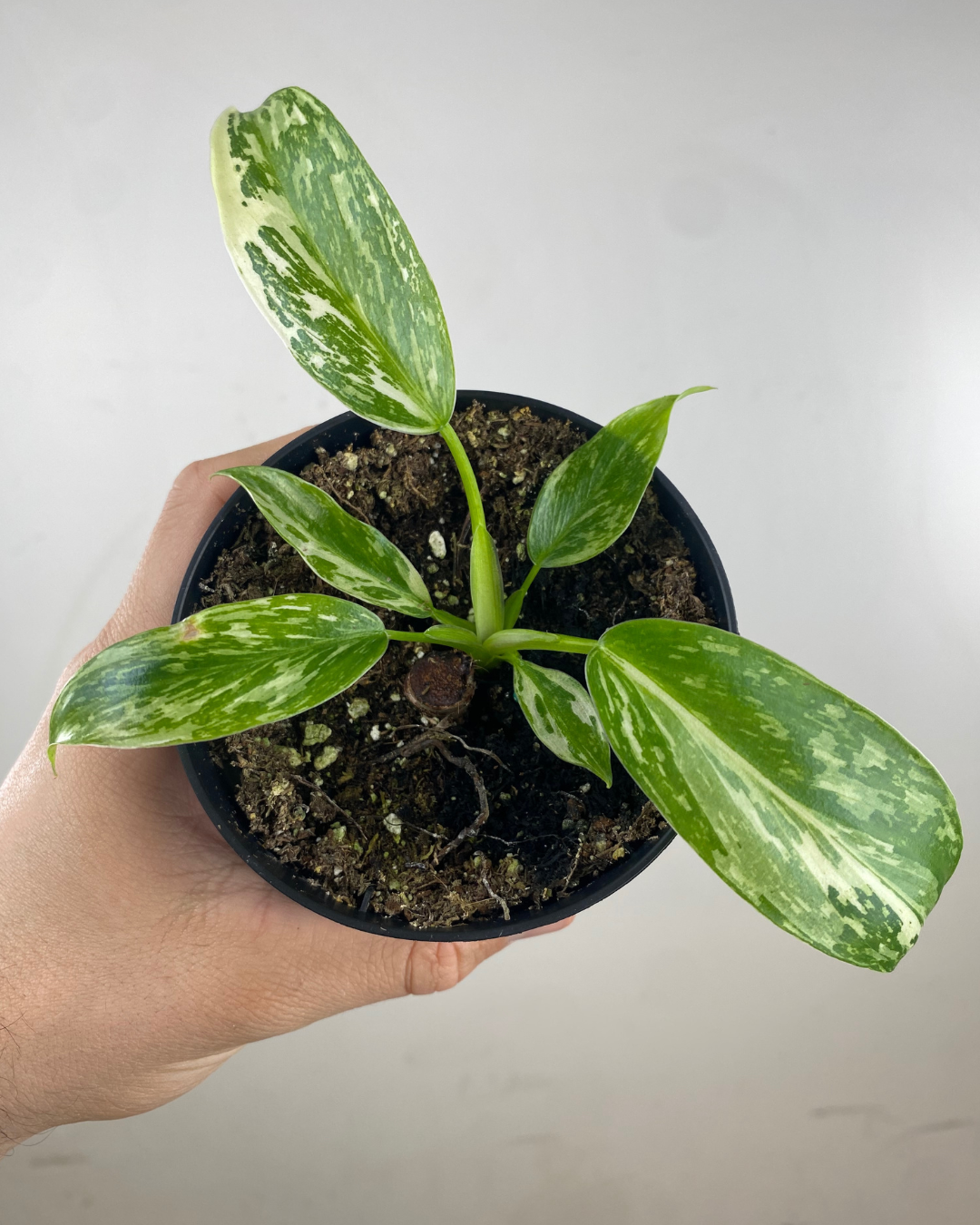 Philodendron Jose Buono
