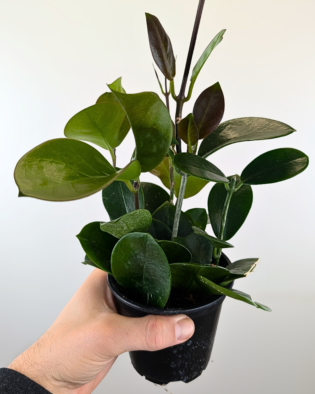 Hoya Australis – Aurea Plants