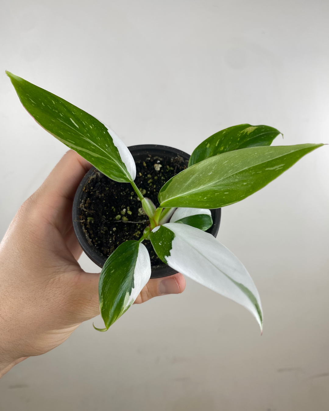 Philodendron White Princess