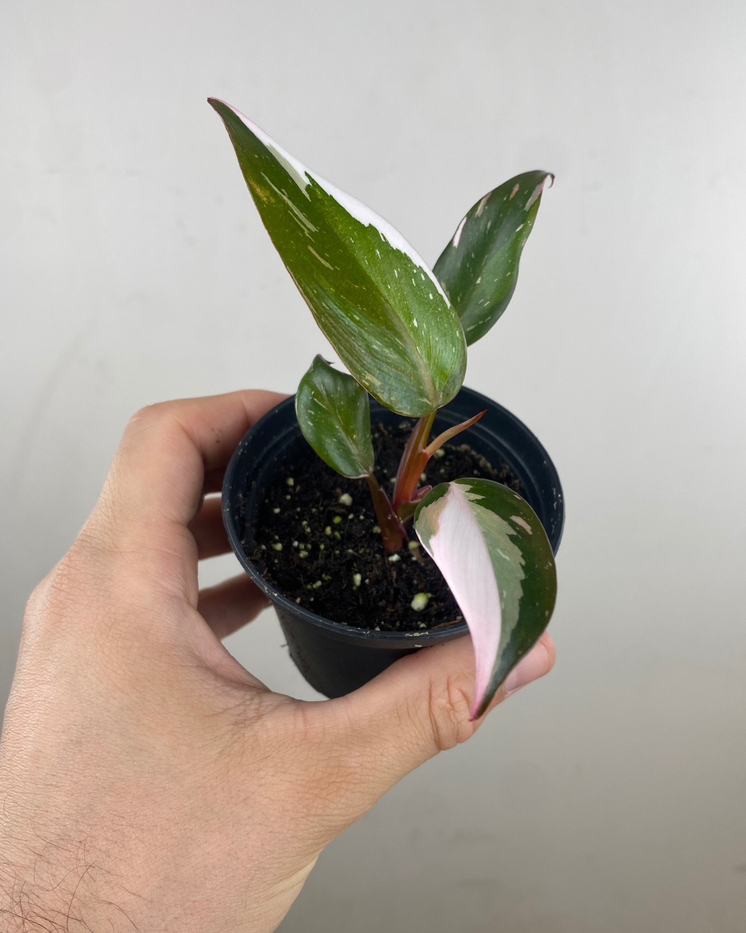 Philodendron Red Anderson