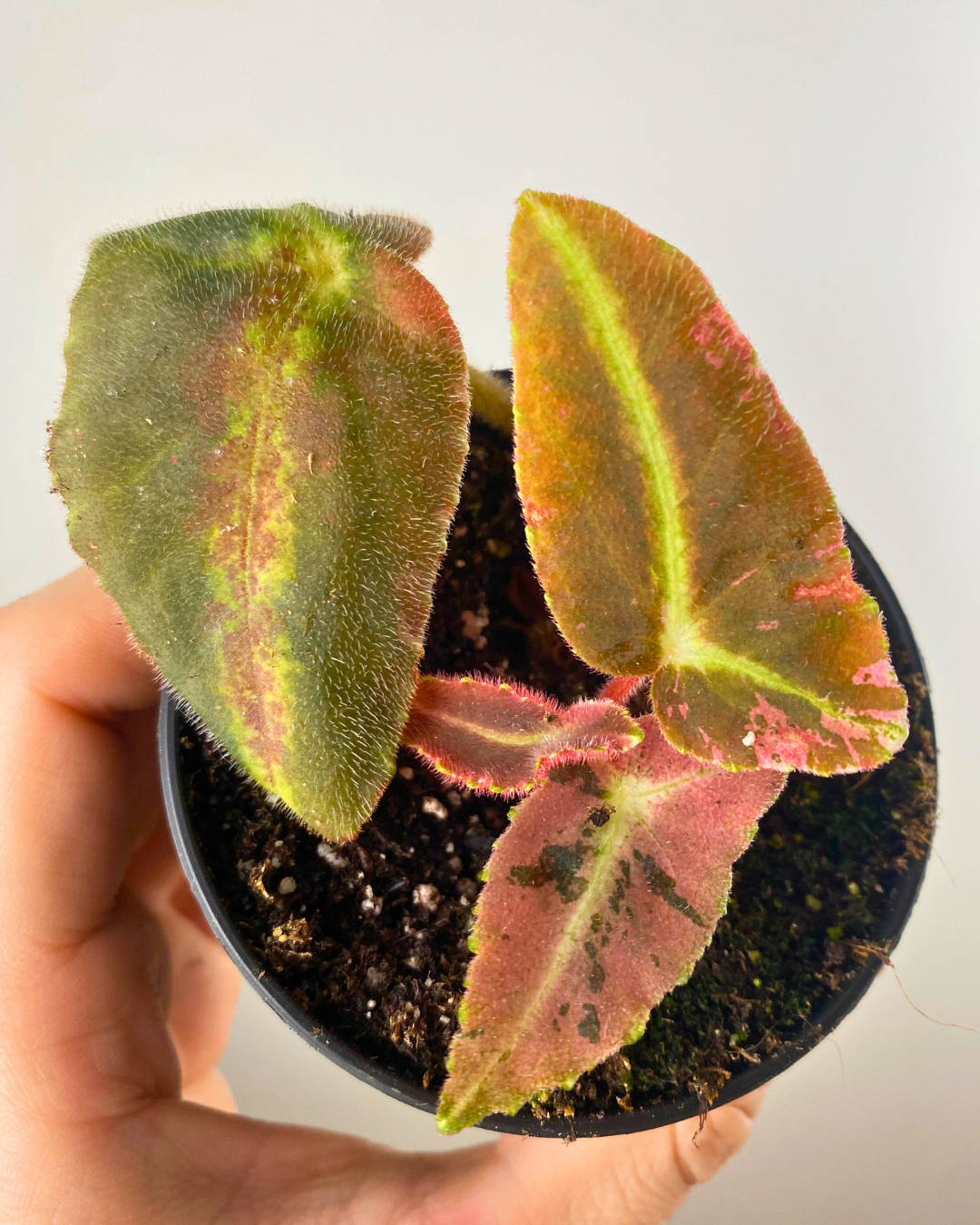 Begonia Listada Variegata