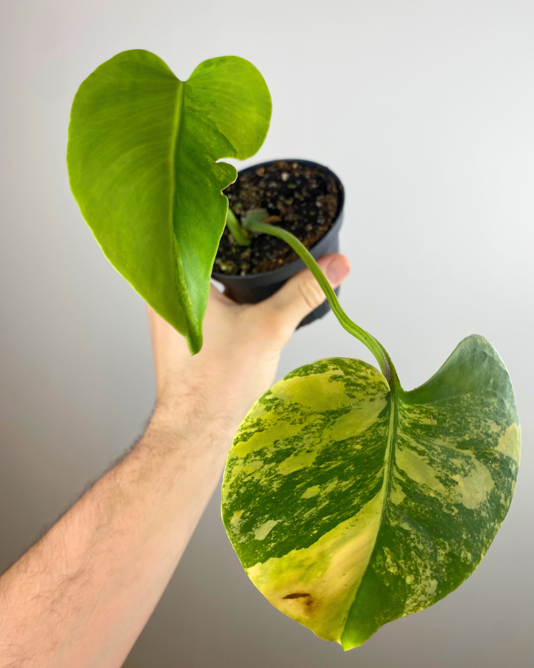 Monstera Deliciosa Green on Green