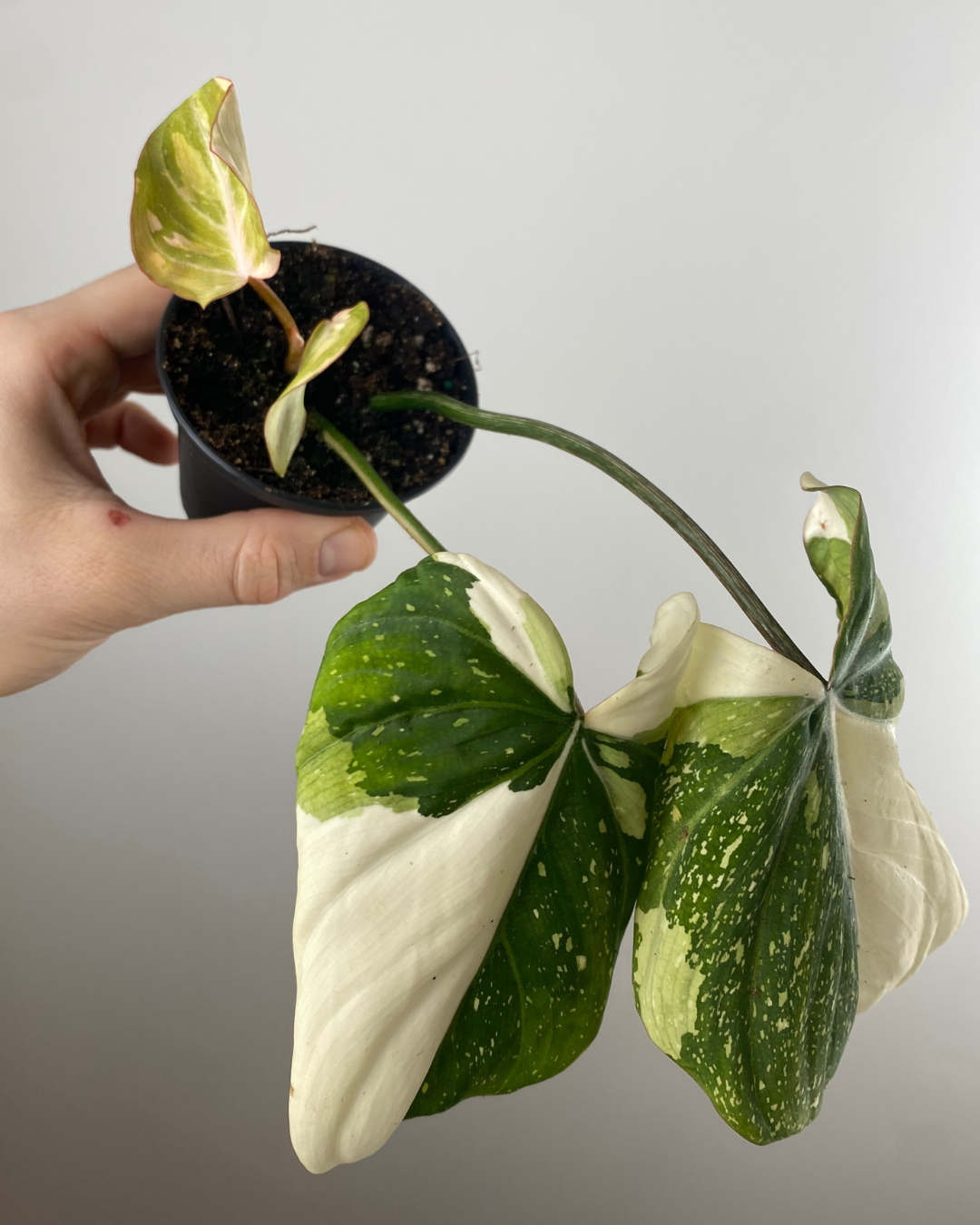 Philodendron Gloriosum Variegata