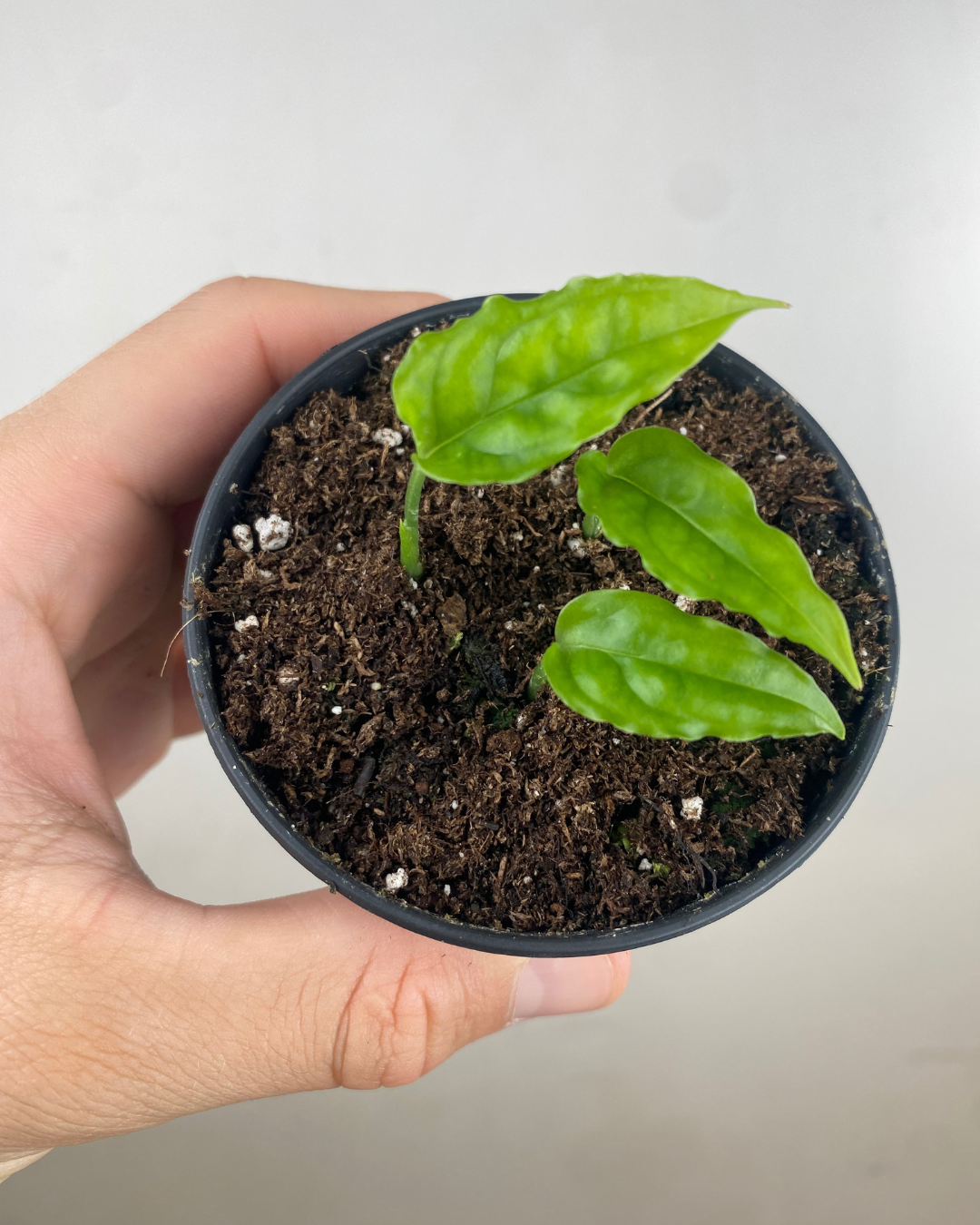 Monstera Obliqua Peru