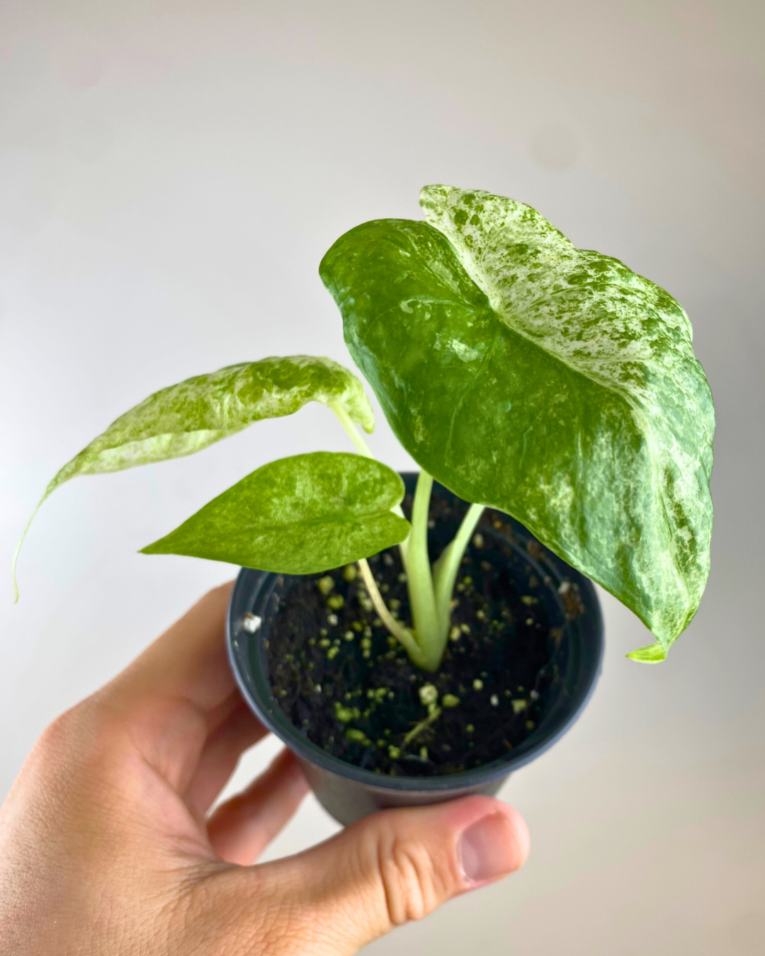 Alocasia Camouflage