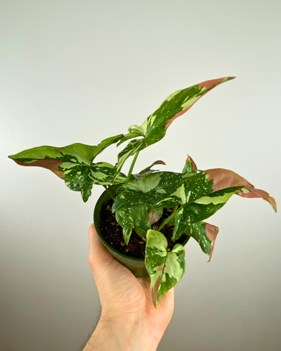 Syngonium Red Spot Tricolor